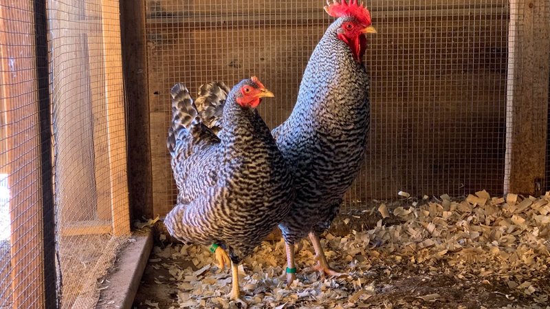 Discover chicken road game