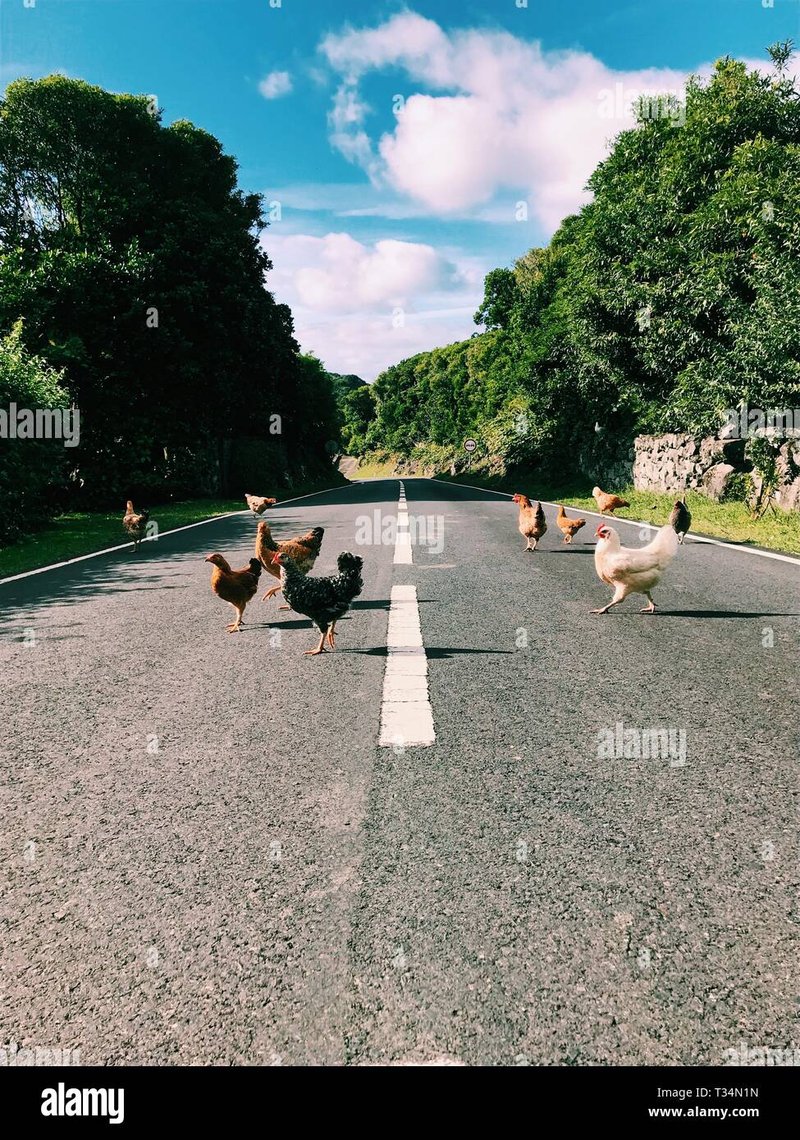 Descubre el misterio de la Carretera del Pollo en España en línea oficial